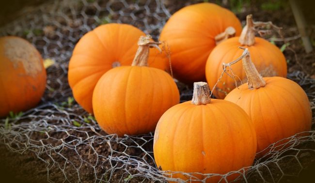 holiday-travel-thanksgiving